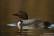 LOONS AND GREBES